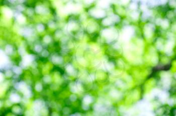 Nature green abstract bokeh background