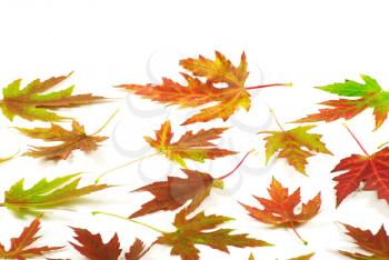 autumn maple leaves on white