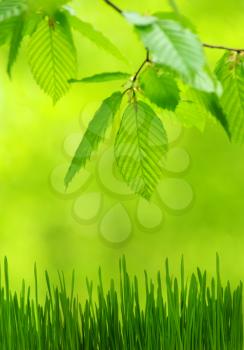 green leaves over green background