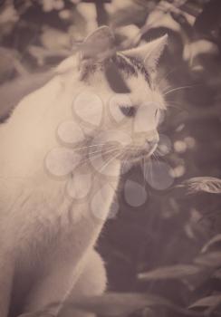 Street cat sitting in the grass