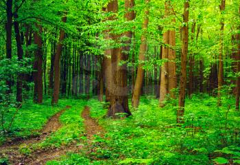 path in green summer forest