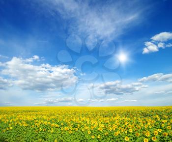 field of sunflowers and blue sun sky

