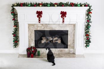 Family cat looking at Christmas Candles near natural gas fireplace with holiday Ornaments