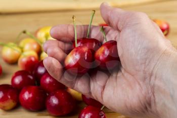 Closeup horizontal photo of male hand holding Rainier cherries with pile of cherries in background on bamboo board 