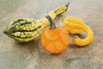 Photo of small pumpkin and decorative fall season squash on natural stone 