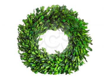 Wreath made with real natural green boxwood leaves isolated on white background.  