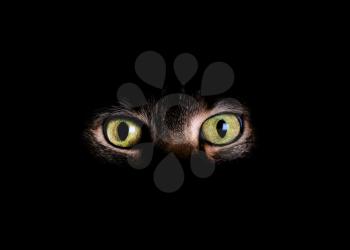 Animal eyes and partial face with fading dark background. 