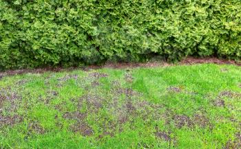 Large repair patch on natural grass with bushes in background 