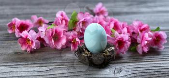 Select focus of a standing blue egg in bird nest with bright springtime pink cherry blossoms and rustic wood in background