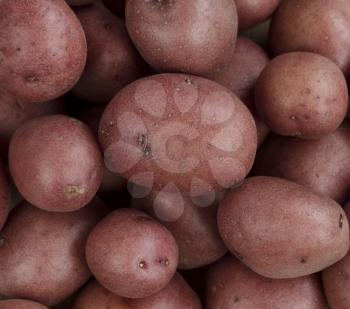 Close up of raw potatoes in full frame format