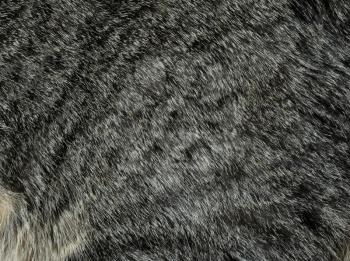Filled frame of animal fur as background 