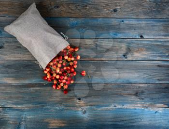 Freshly picked organic rainier cherries spilling out of burlap bag on to blue vintage wooden table in flat lay format