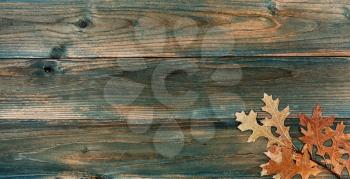 Dried oak leaves on faded blue wood planks for either a Halloween or Thanksgiving holiday concept background
