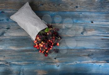 Freshly picked organic mixed cherries spilling out of burlap bag on to blue vintage wooden table in flat lay format