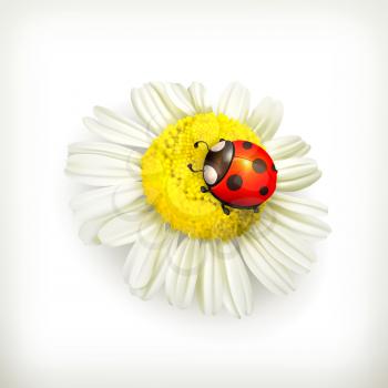 Ladybug and chamomile, vector