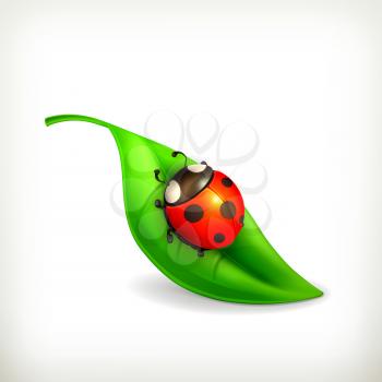 Ladybug on green leaf, vector