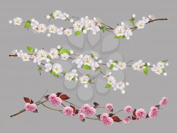Tree branch, spring flowers 3d vector set