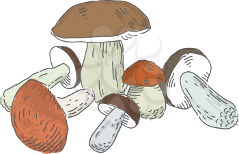 Mushrooms vector illustration. Vector set elements. Isolated on white background.