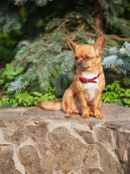 Red chihuahua dog sits on a granite pedestal. Seleсtive focus.