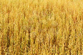 golden oat field texture, background, selective focus