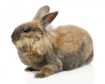 Rabbit (Lion head) isolated on white background. Closeup.