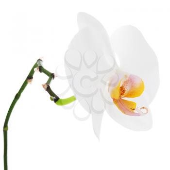 White orchid isolated on white background. Closeup.