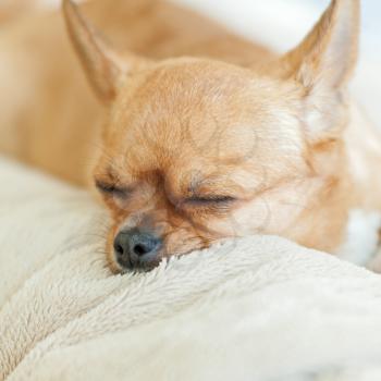 Sleeping chihuahua dog on beige background. Closeup.