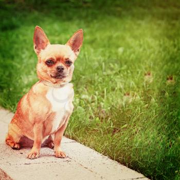 Chihuahua dog sitting on green grass and looks into distance. With retro filter effect.