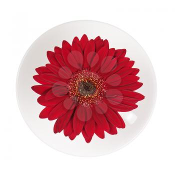 Red gerbera flower in cup and saucer isolated on white background. Closeup.