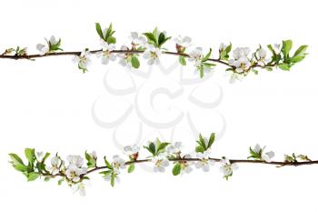 Spring flowering branches of Cherry blossom isolated on white background.