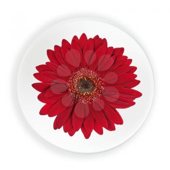 Red Gerbera Flower on Plate Isolated on White Background. Closeup.