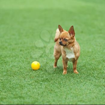 Red chihuahua dog and yellow ball on green grass