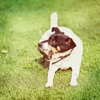 Jack Russell Terrier dog on nature background with retro filter effect.