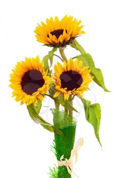Still Life with Sunflowers Isolated on White Background. Closeup.