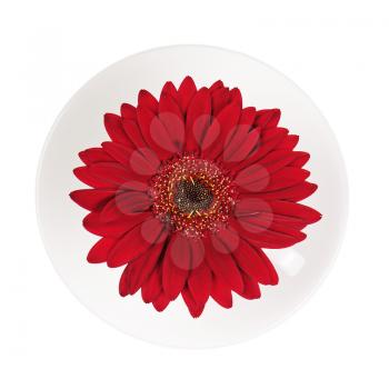 Red gerbera flower in cup and saucer isolated on white background. Closeup.