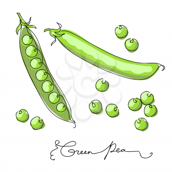 Hand drawn color sketch green peas. isolated on white background. Continuous line art. Outline style hand drawn vector illustration