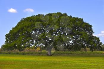 Royalty Free Photo of a Huge Tree in the Middle of a Field
