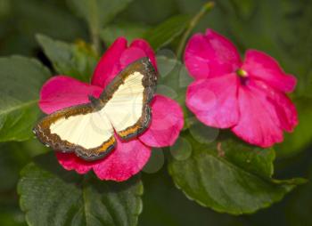 Beautiful butterfly posed on a leaf