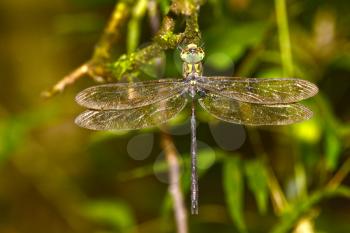 Huge dragonfly perched on a tree branch in the rain forest of panama