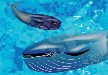 whale underwater. two blue whales frolic in water