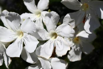 Nerium oleander in bloom, white siplicity bunch of flowers