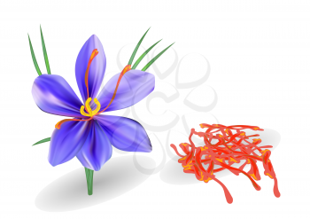 saffron with flower isolated on a white background