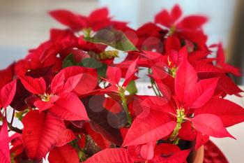 Poinsettia or Christmas star in a pot on a bright background