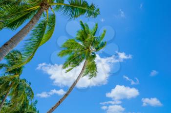 Tall palm trees on tropical island, Philippines, Southeast Asia