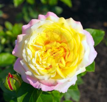 One beautiful pink and yellow rose flower
