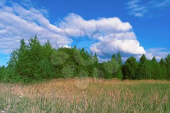 Beautiful summer landscape with grass, forest, sky and clouds