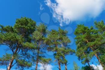 Pine trees on summer day in forest on blue sky background