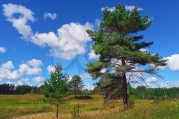 Summer landscape with pine trees, grass, sky and clouds