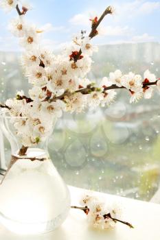 flowering apricot branch in a vase on the window