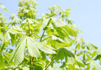 Young leaves of a chestnut against the blue sky